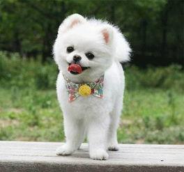 给博美洗澡视频教程,轻松掌握专业洗护技巧